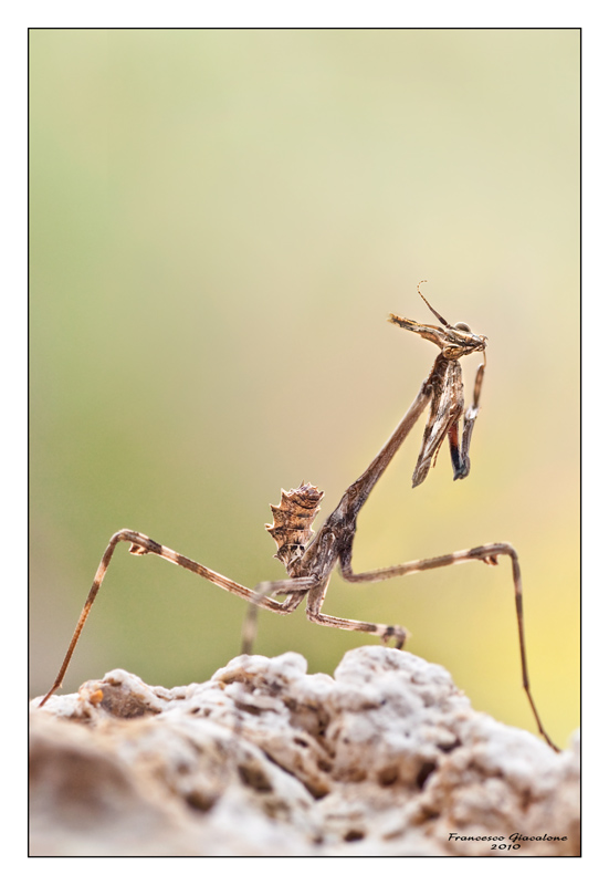 Un alieno tra noi....Empusa pennata????